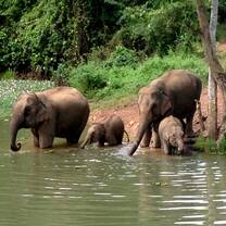 Enjoy seeing rescued elephants exploring their new freedom