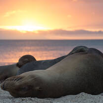 Sea Lions Relaxing on the Beach