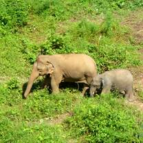 Mother and baby elephant get to grips with life away from work