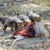 Feeding time