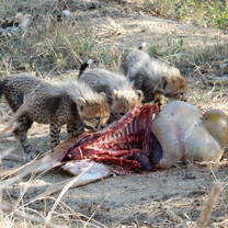 Feeding time