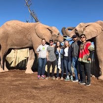 Elephants in Africa