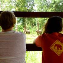 Monitor elephants in Laos