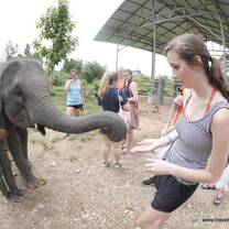 Feeding An Elephant in Chiang Mai