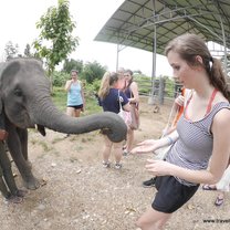 Feeding An Elephant in Chiang Mai