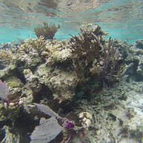 An image of coral reef