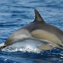 GoEco - Liveaboard Dolphin Research Expedition