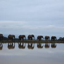 See the elephants enjoying their natural habitat