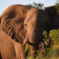 elephant 