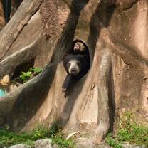 Sun bears enjoy their newfound freedom in the wildlife sanctuary in Thailand