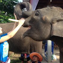 Country Roads Thailand Elephant Sanctuary