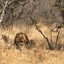 lion 