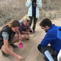 searching for cheetah