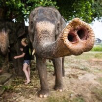 Country Roads Thailand Elephant Sanctuary