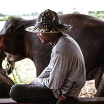 Country Roads Thailand Elephant Sanctuary