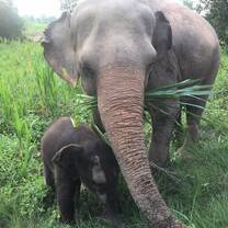 Gap Odyssey - Paid Teaching English in Thailand Program - Camp Thailand English For Fun 