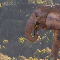 Monitor elephants each day in their new home
