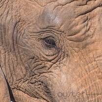 Get up close and personal with African Elephants