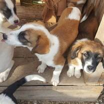 Some of the many beautiful dogs I got to work with