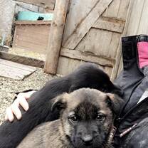 Some of the many beautiful dogs I got to work with