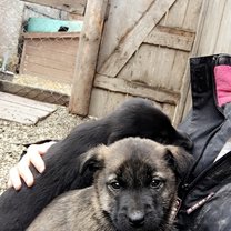 Some of the many beautiful dogs I got to work with
