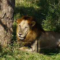 Lion on Mikumi Safari