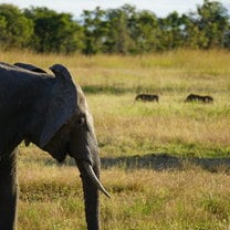 Elephant on Mikumi Safari