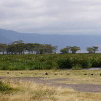 Ngorongoro Crater