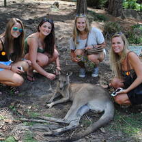 Petting a kangaroo in Australia 