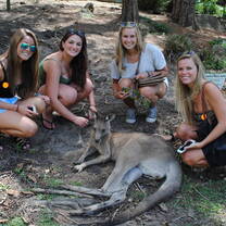Petting a kangaroo in Australia 