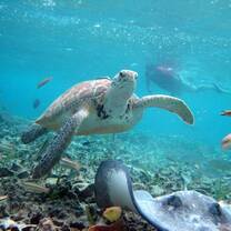 Turtle on dive
