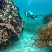 Volunteer on a dive