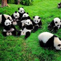cute panda