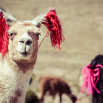 A Peruvian lama with colorful yarn on its ears.