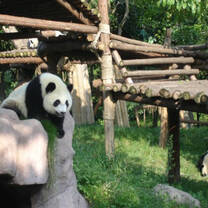 Panda reserve 