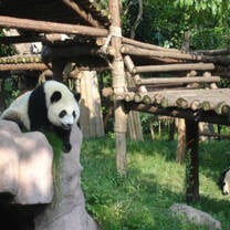 Panda reserve 