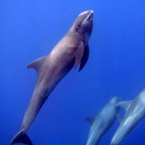 Cetacean survey