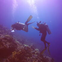 Benthic surveys