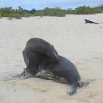 A seal sitting in the sand in the Galapagos