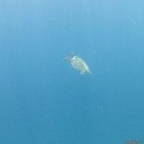 Turtle: you will see a lot of them