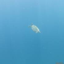Turtle: you will see a lot of them