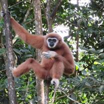 Care for primates in Malaysia