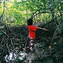 Mangrove 
