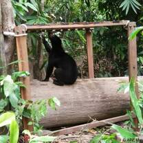 A sun bear enjoys the enrichments created by volunteers