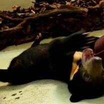 Sun bears just love to play