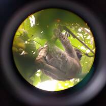 A sloth at the a national park