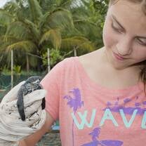 Costa Rica hatchling