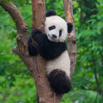 Baby panda climbing tree in China