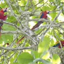 Scarlet macaws Costa Rica