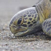 Costa Rica green turtle